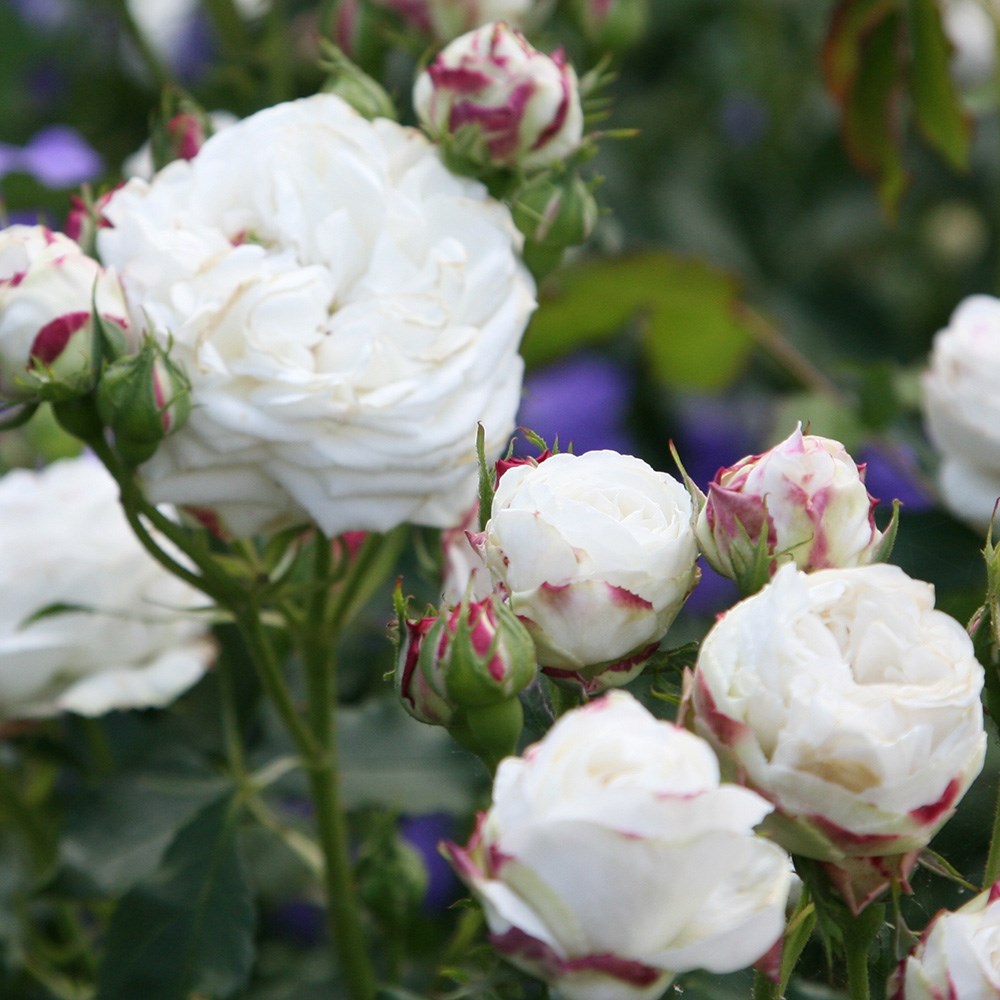 Rosa Boule de Neige | Bourbon Bush Rose