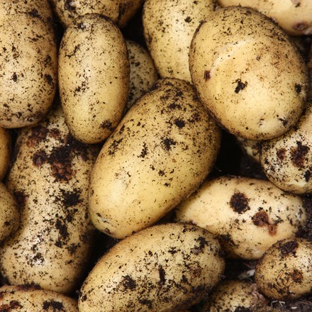 potato Charlotte