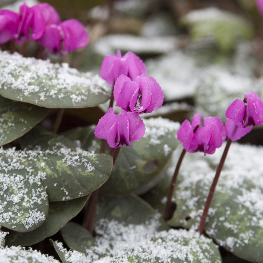 <i>Cyclamen coum</i> 