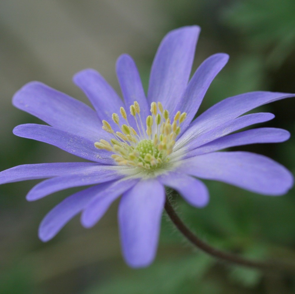 Anemone blanda