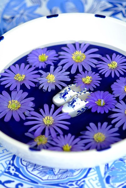 Anemone blanda