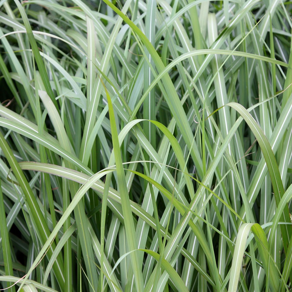 <i>Miscanthus sinensis</i> 'Malepartus'