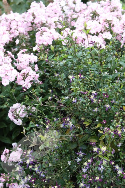 <i>Clematis</i> × <i>aromatica</i>