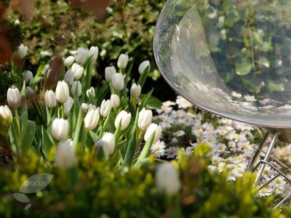 <i>Tulipa</i> 'White Dream'