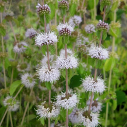 Mentha pulegium
