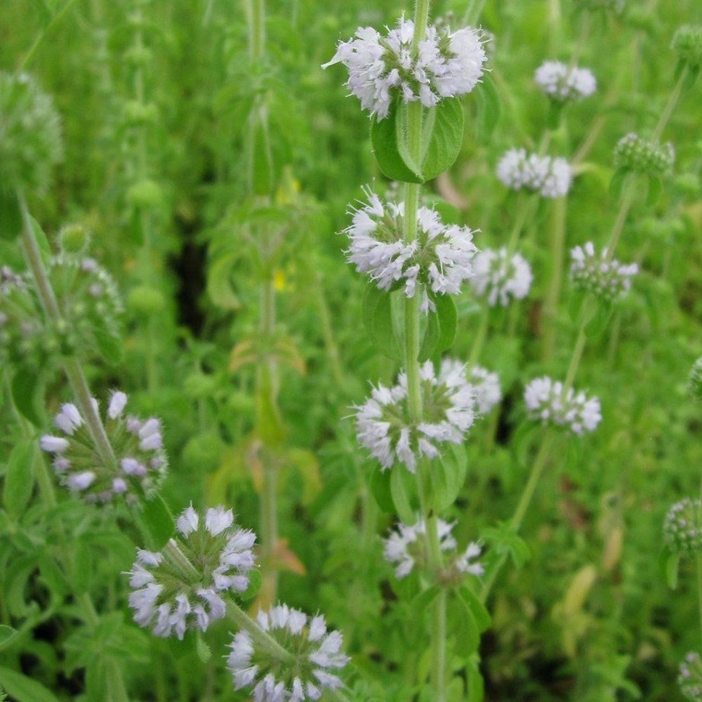 <i>Mentha pulegium</i> 