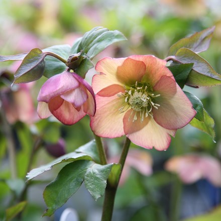 Helleborus × hybridus Harvington apricot