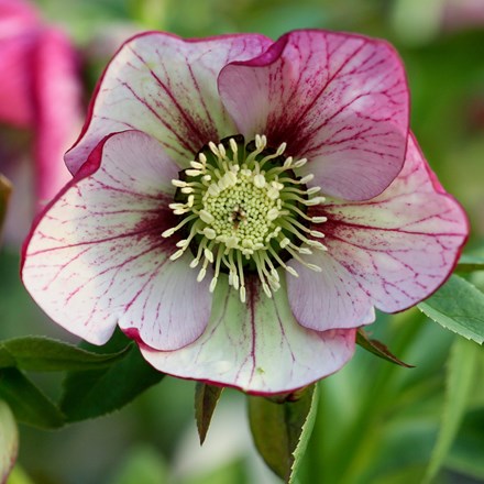 <I>Helleborus</i> × <i>hybridus</i> Harvington picotee
