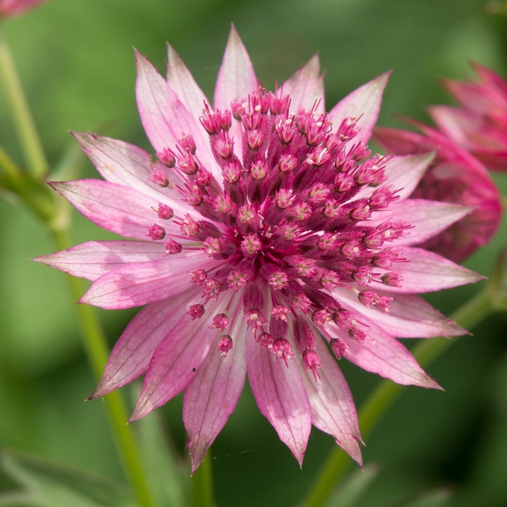 <i>Astrantia</i> 'Roma' (PBR)