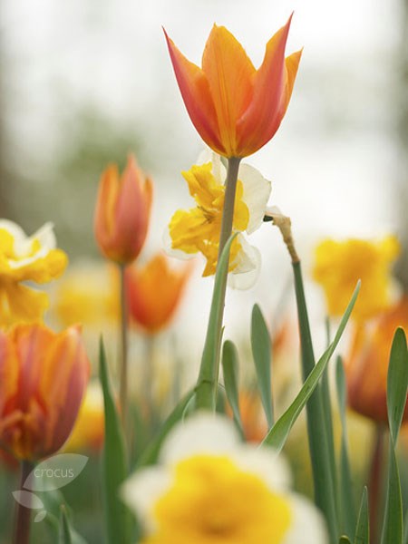 <i>Tulipa</i> 'Ballerina'