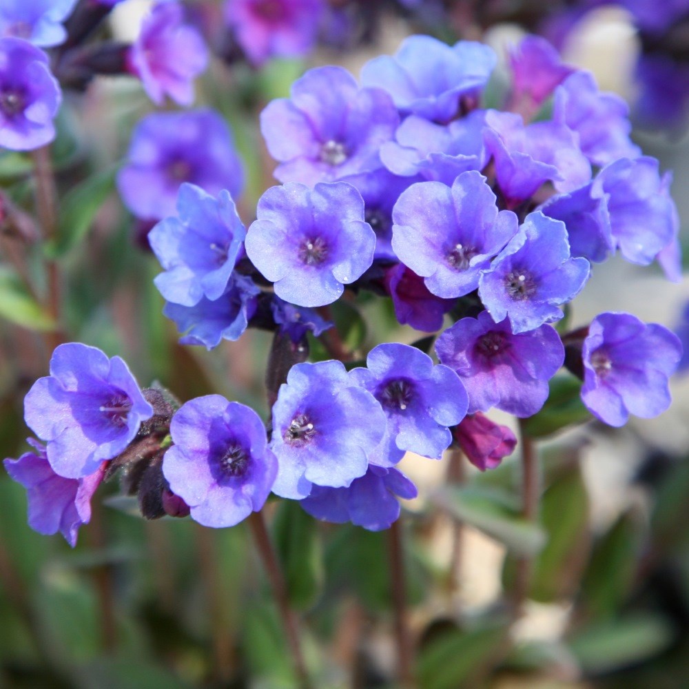 <i>Pulmonaria</i> 'Blue Ensign'
