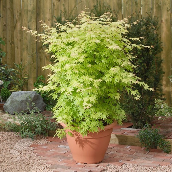 <I>Acer palmatum</i> 'Orange Dream'
