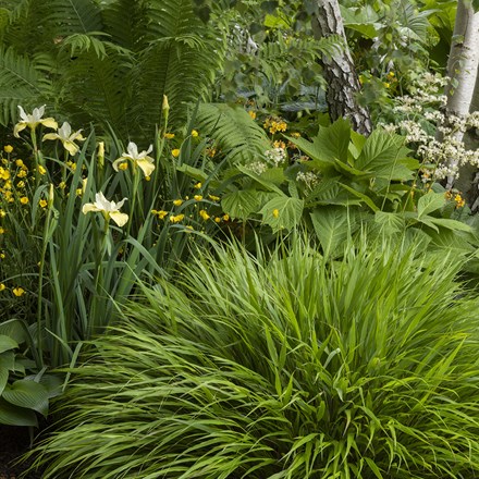 Hakonechloa macra