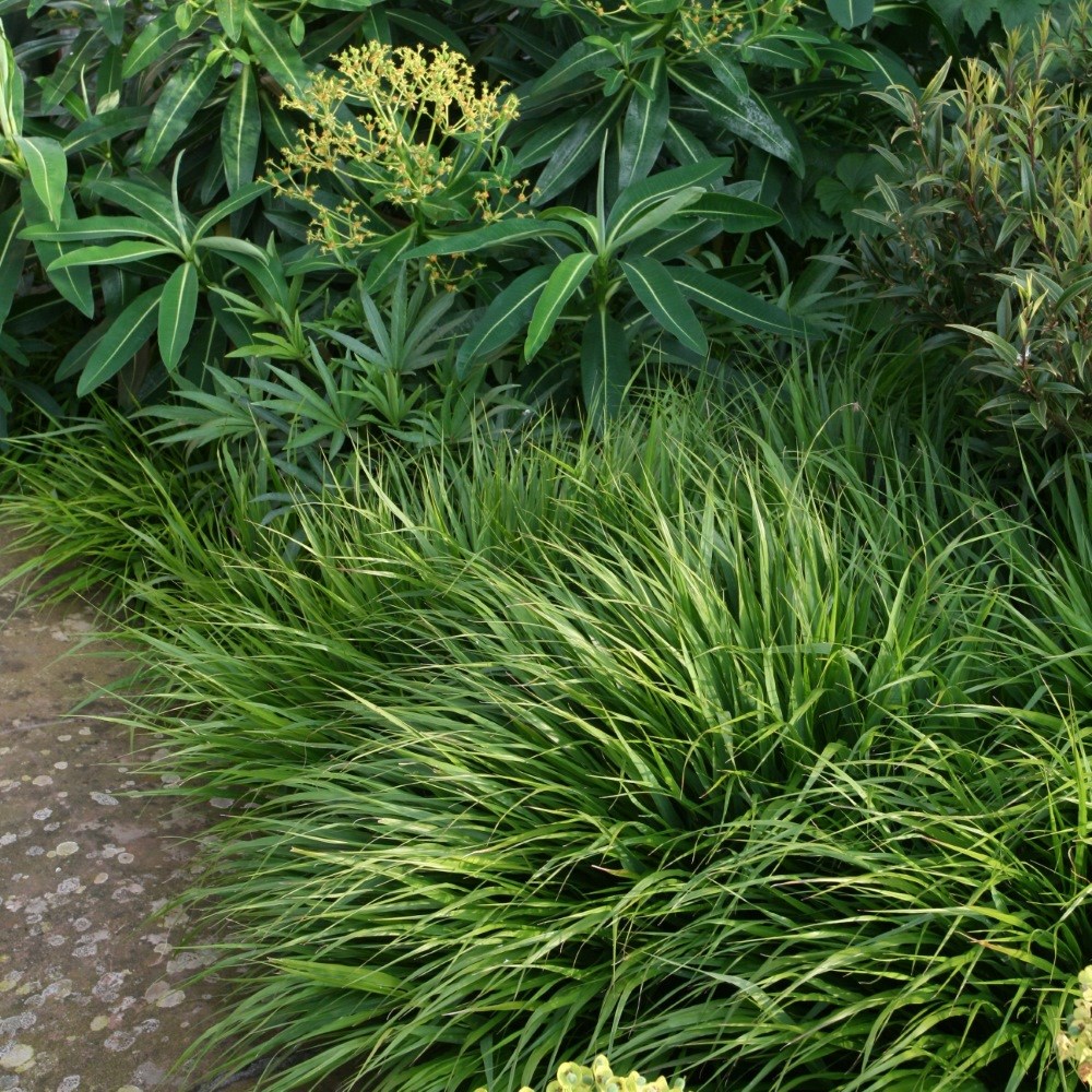 <i>Hakonechloa macra</i> 