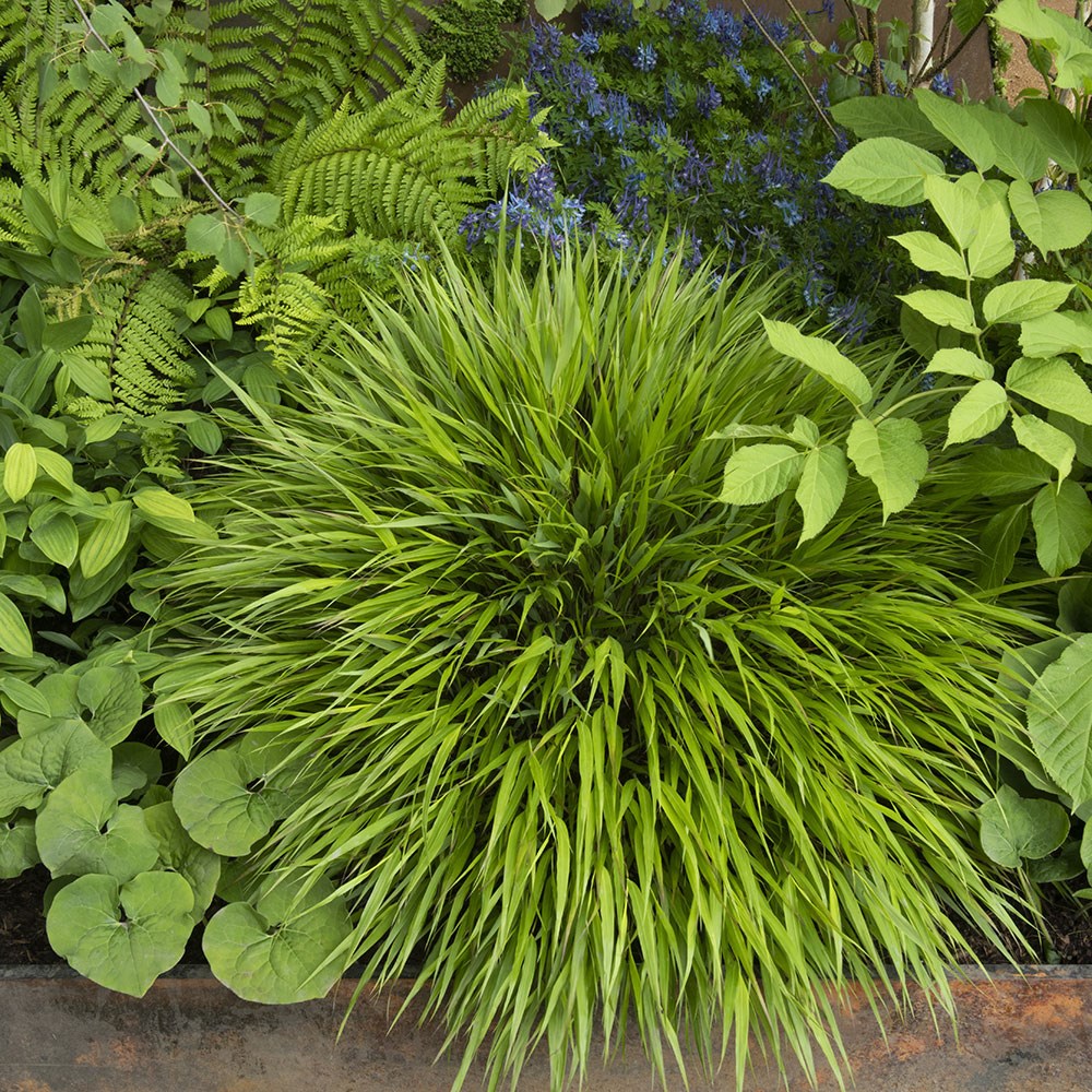 <i>Hakonechloa macra</i> 