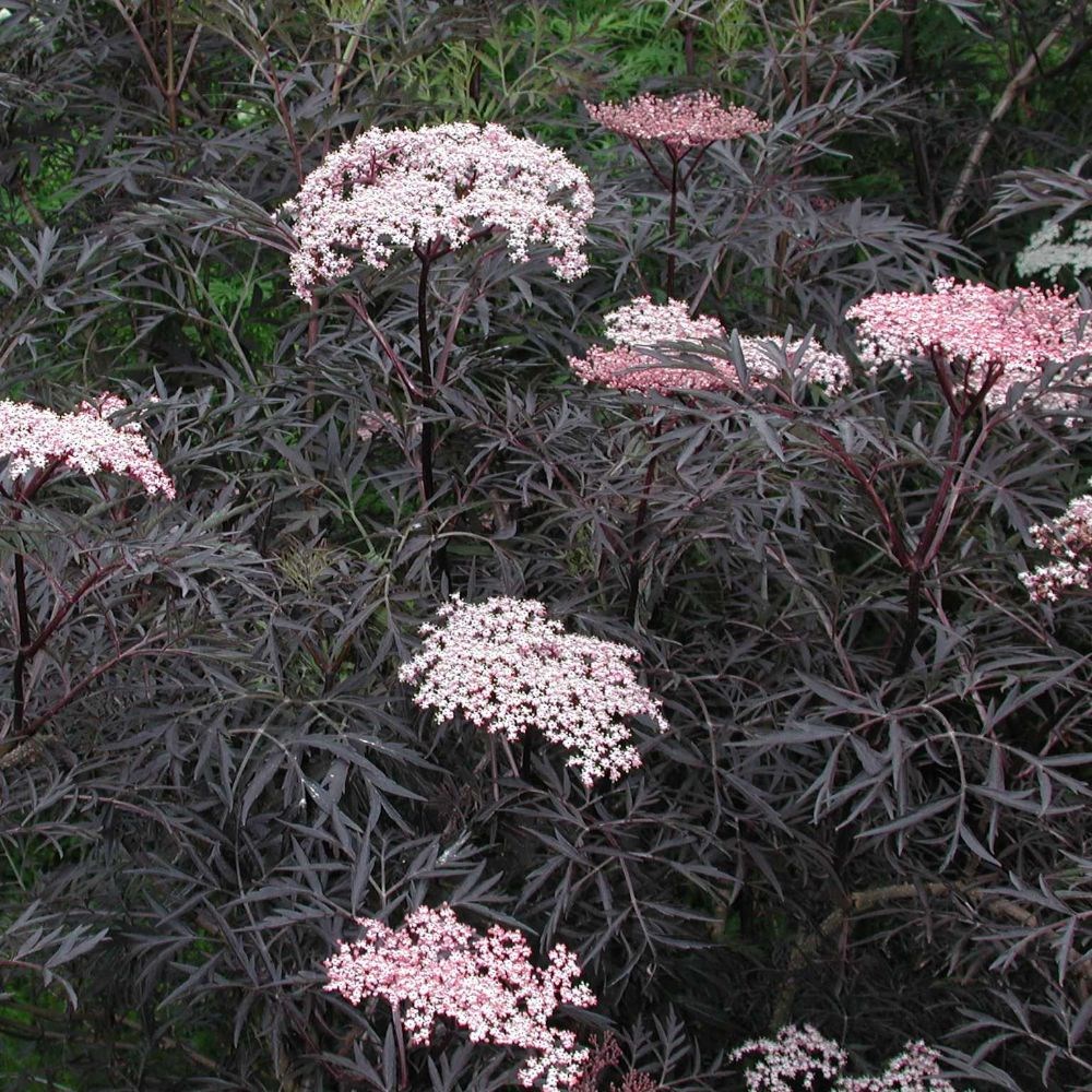<I>Sambucus nigra</I> f. <i>porphyrophylla</i> 'Eva' (PBR)