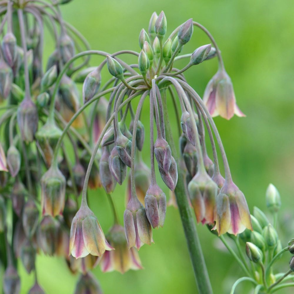 <i>Allium siculum</i> 