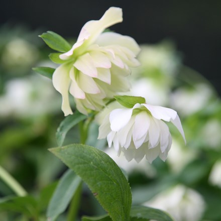 <i>Helleborus hybridus</i> Harvington double white