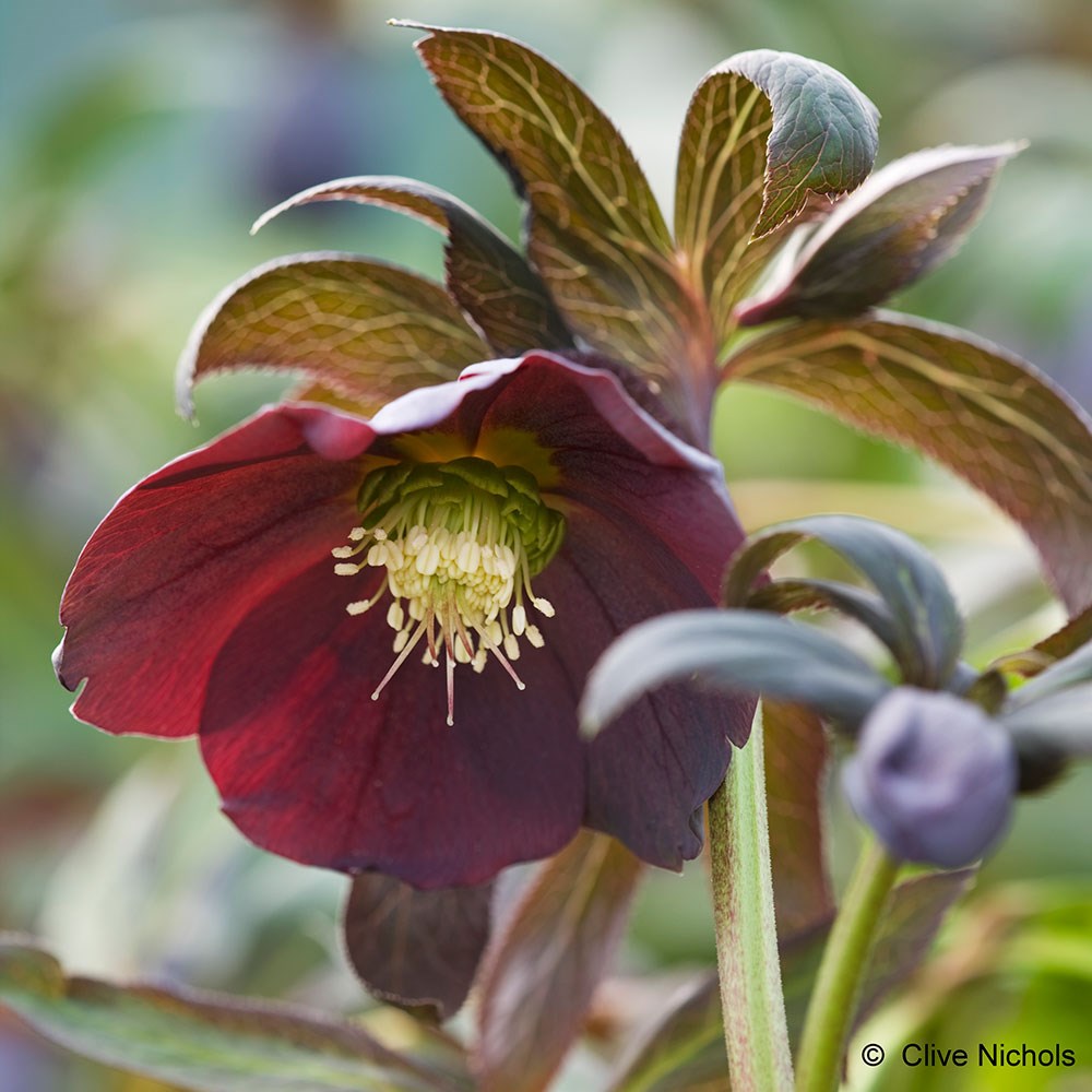 <i>Helleborus</i> × <i>hybridus</i> Harvington Smokey Blues