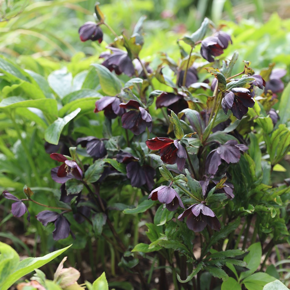 <i>Helleborus</i> × <i>hybridus</i> Harvington Smokey Blues