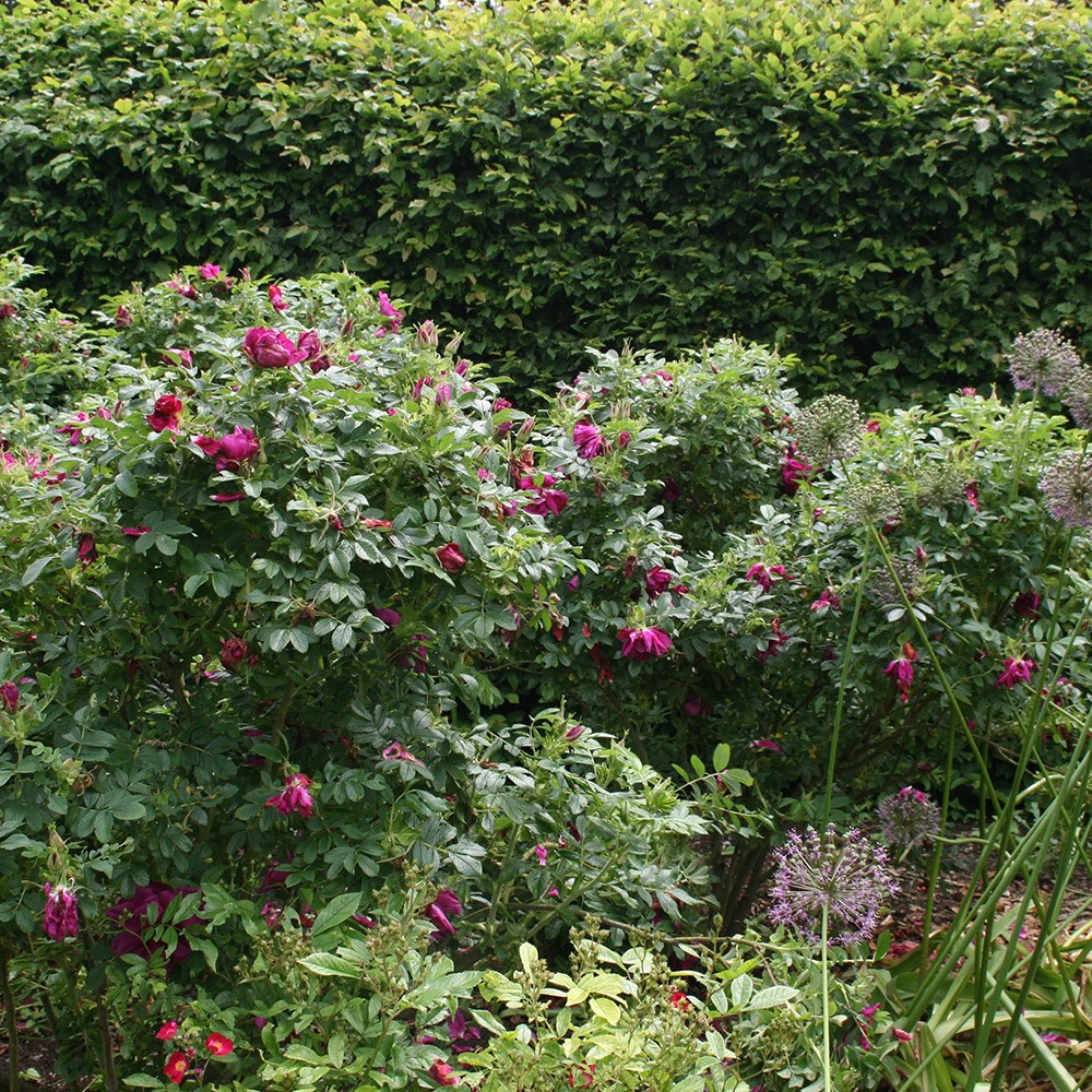 Rosa Roseraie de l'Haÿ | Shrub Rose