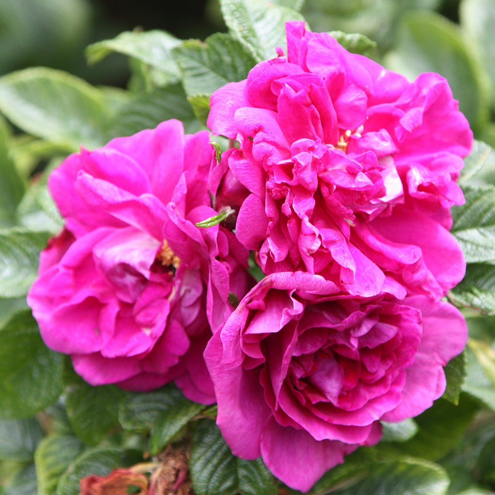 Rosa Roseraie de l'Haÿ | Shrub Rose