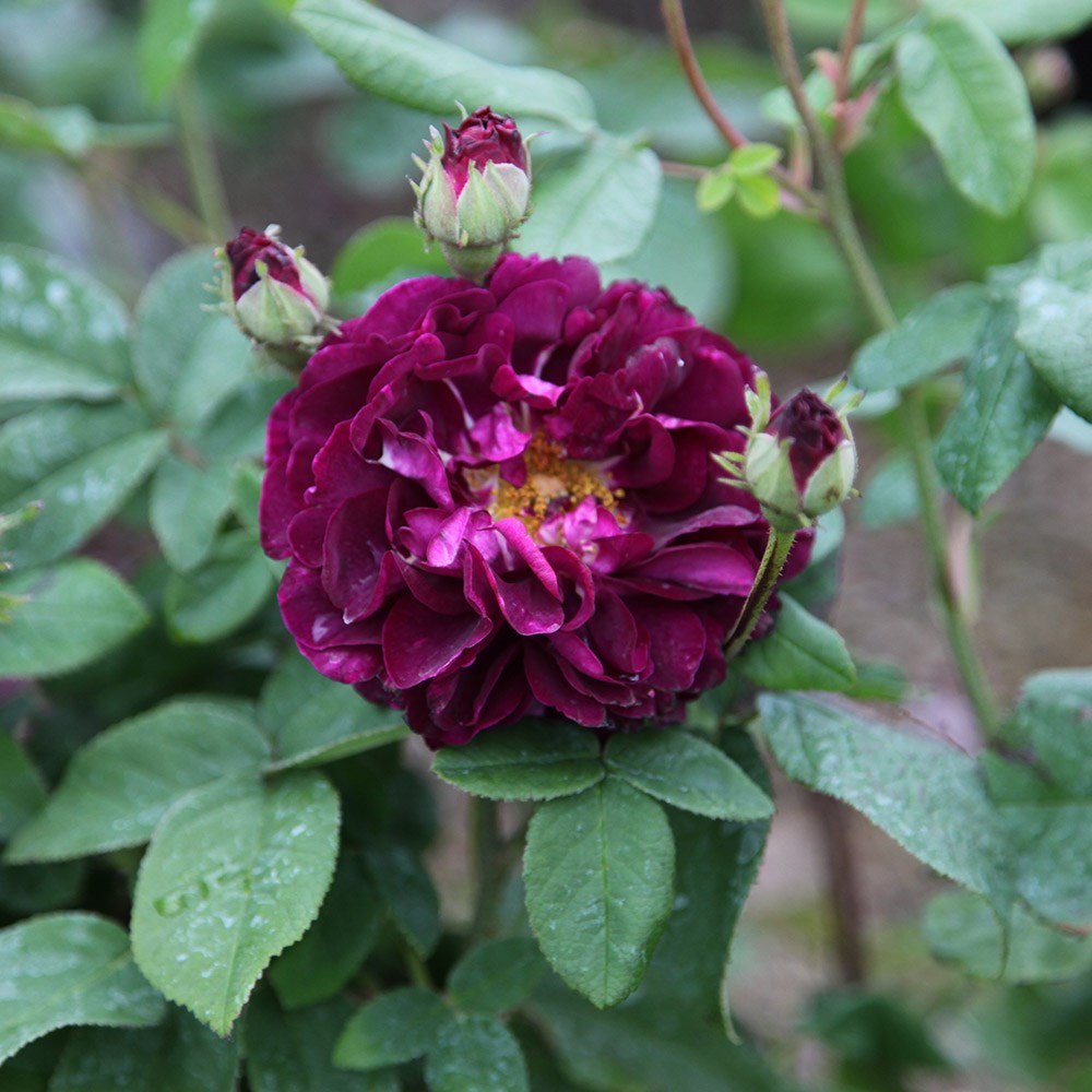 Rosa Tuscany Superb | Gallica Bush Rose