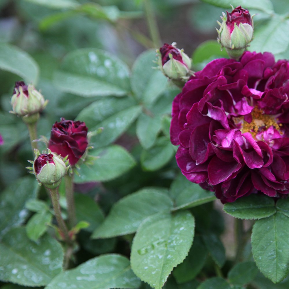 Rosa Tuscany Superb | Gallica Bush Rose