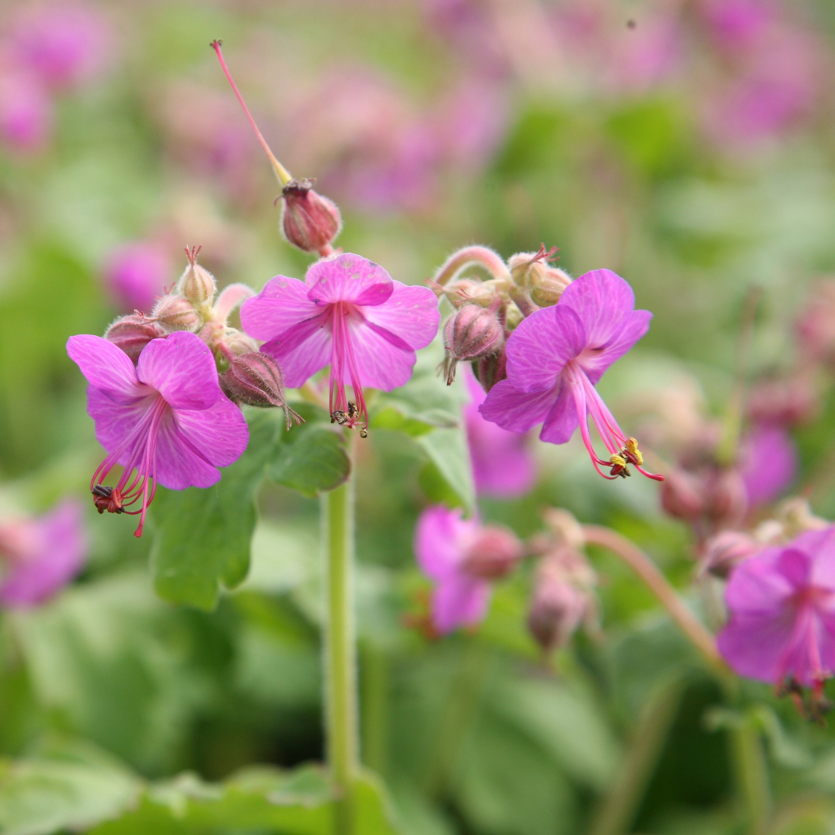 <i>Geranium macrorrhizum</i> 