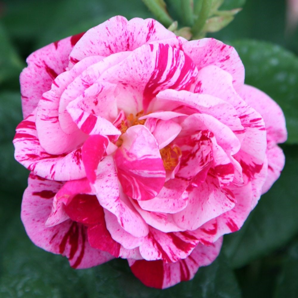Rosa Ferdinand Pichard | Hybrid Perpetual Rose