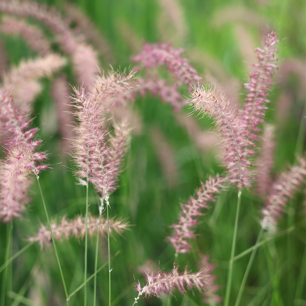 <I>Pennisetum orientale</i> 'Karley Rose' (PBR)