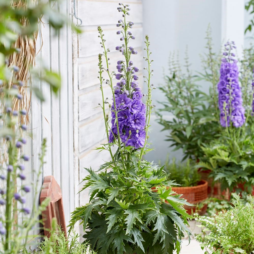 <i>Delphinium</i> 'Mighty Atom'