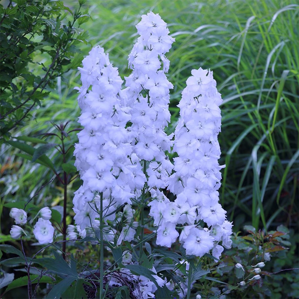 <i>Delphinium</i> 'Jill Curley'