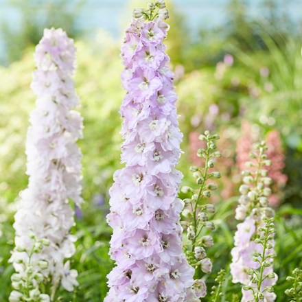 Delphinium Turkish Delight