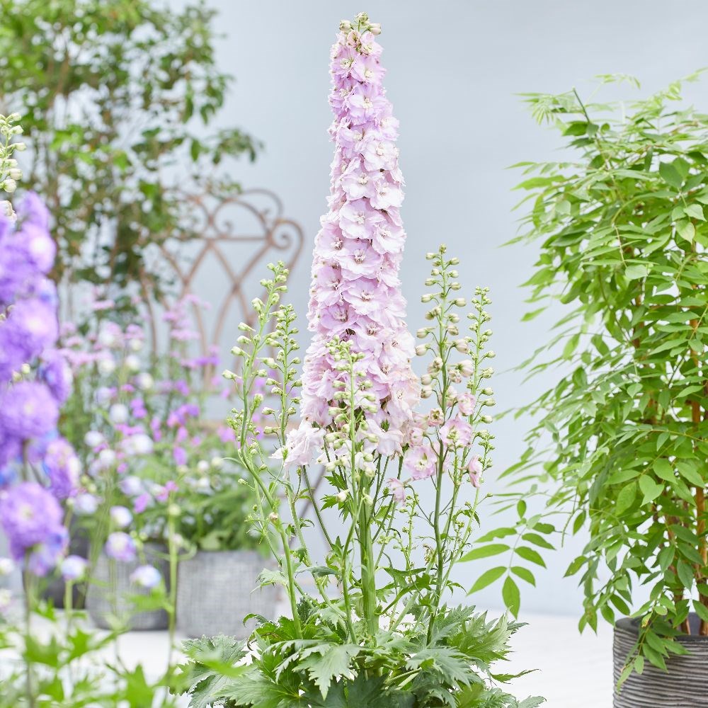 <i>Delphinium</i> 'Turkish Delight'