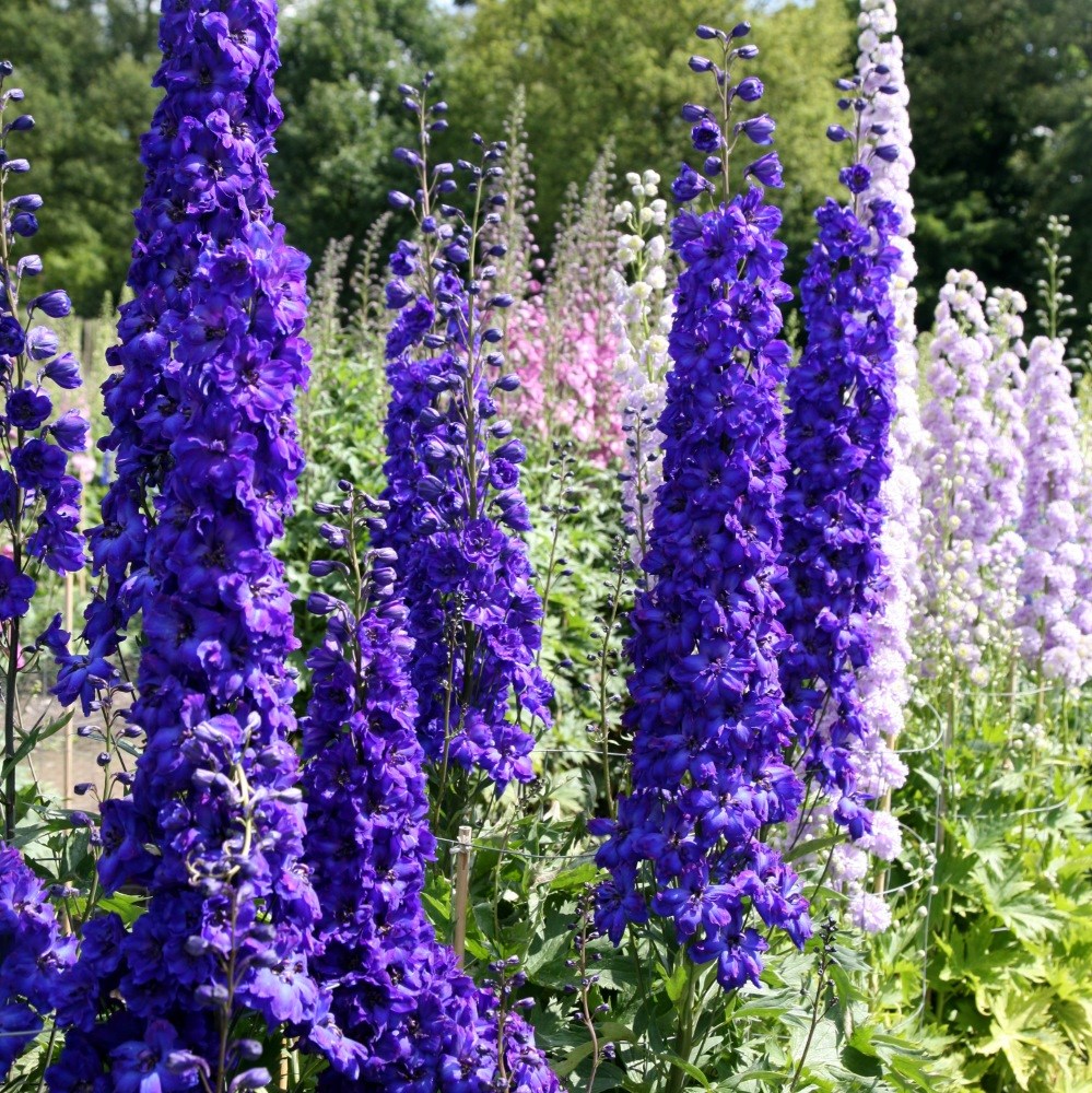 <i>Delphinium</i> 'Faust'