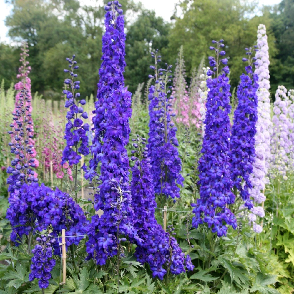 <i>Delphinium</i> 'Faust'
