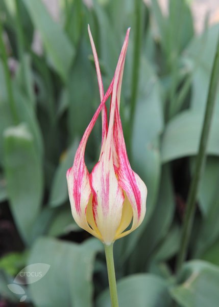 <i>Tulipa acuminata</i> 