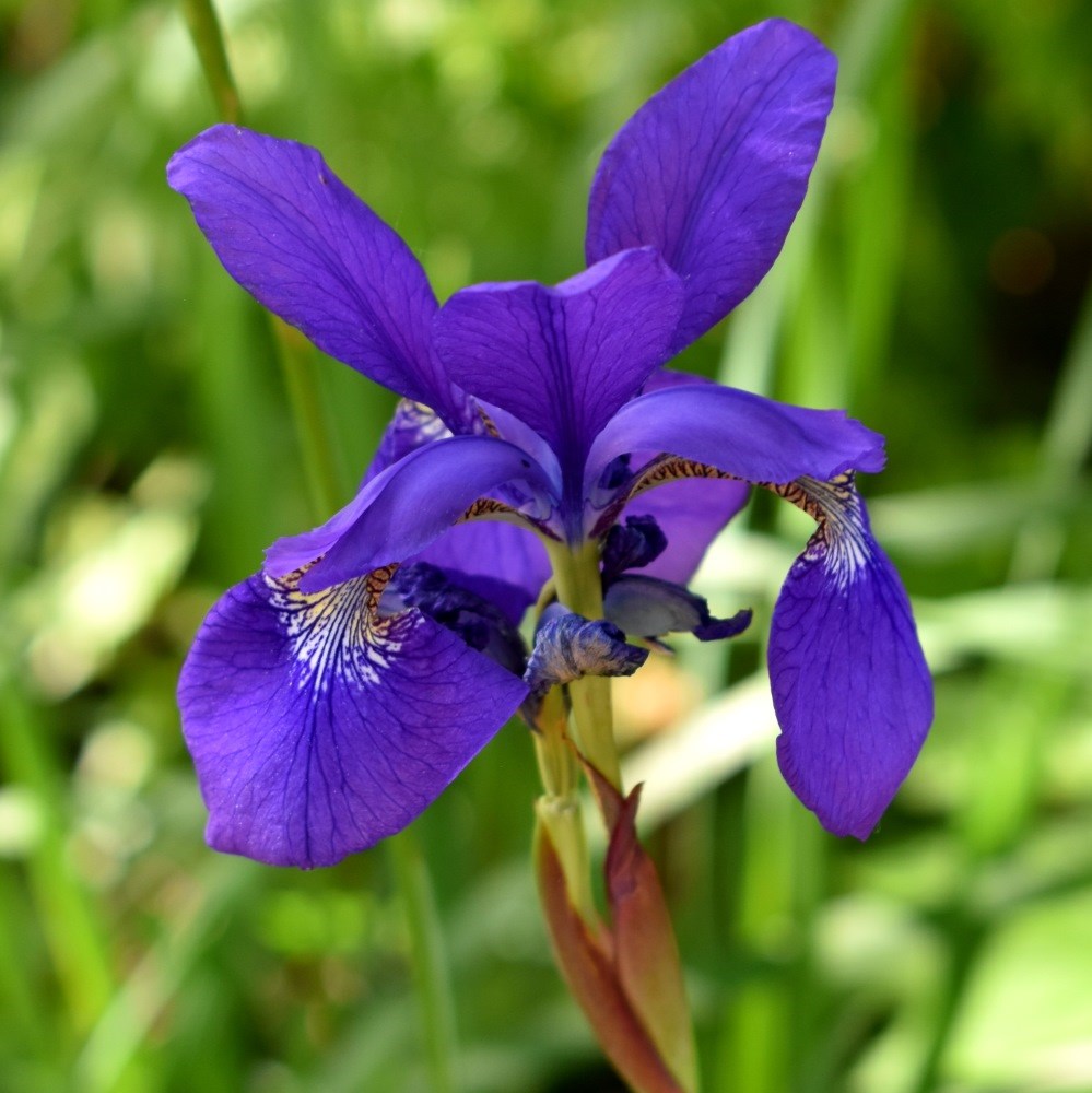 <i>Iris</i> 'Caesar's Brother'