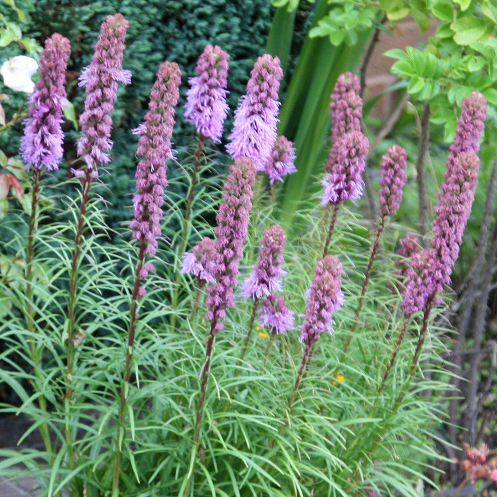 <i>Liatris spicata</i> 