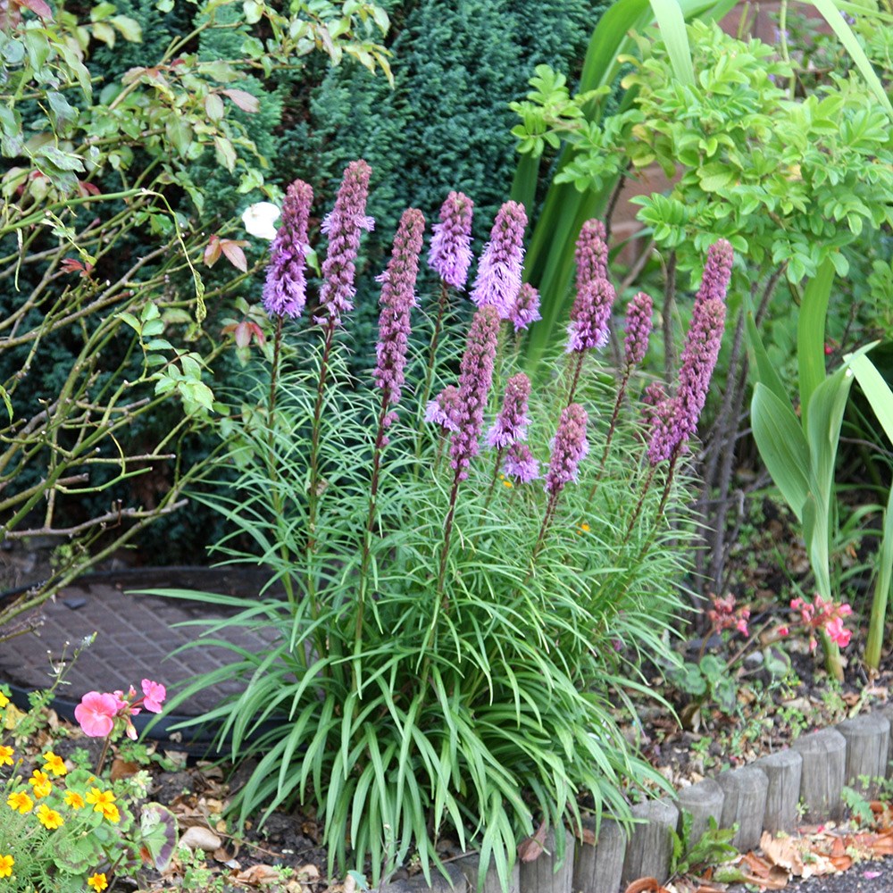 <i>Liatris spicata</i> 