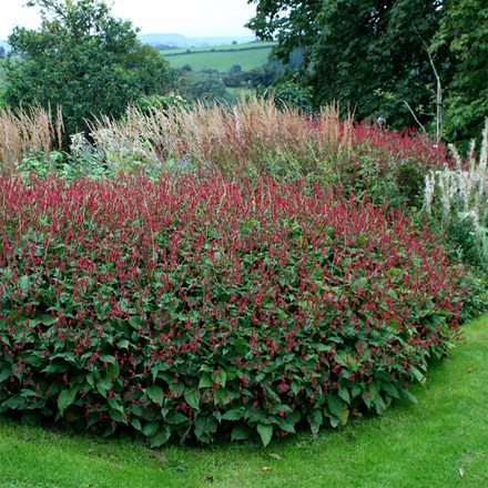 <i>Bistorta amplexicaulis</i> 'Firetail'