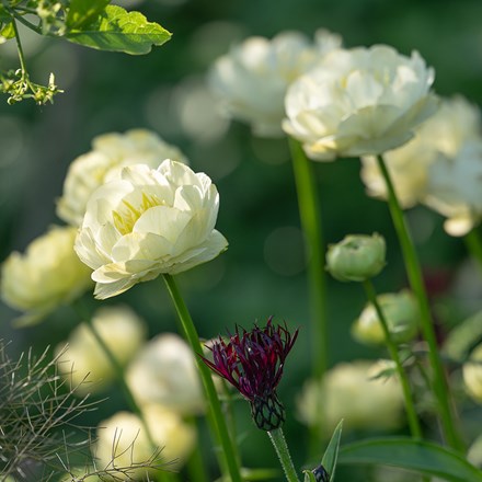 <I>Trollius</i> × <i>cultorum</i> 'Alabaster'