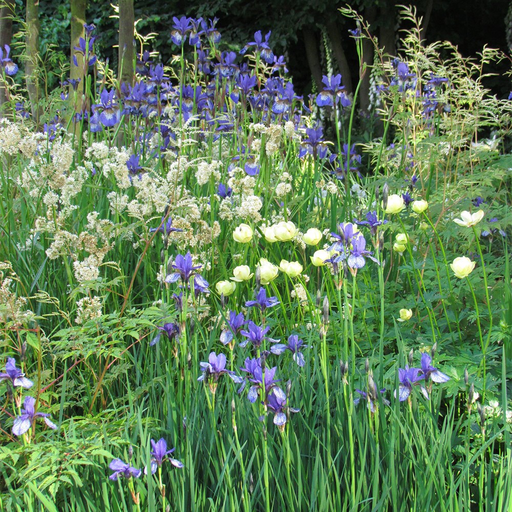 <I>Trollius</i> × <i>cultorum</i> 'Alabaster'