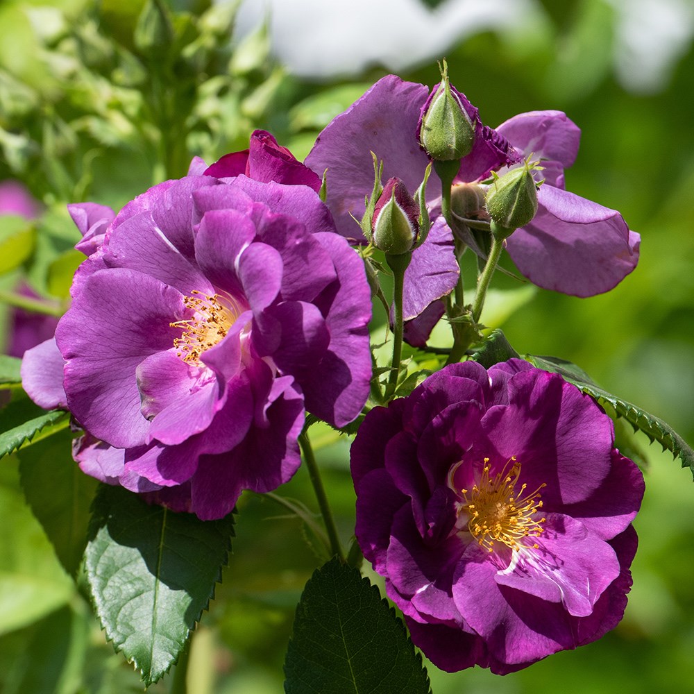 <i>Rosa</i> <b class=small-caps>Rhapsody in Blue</b> ('Frantasia') (PBR) | Floribunda Bush Rose