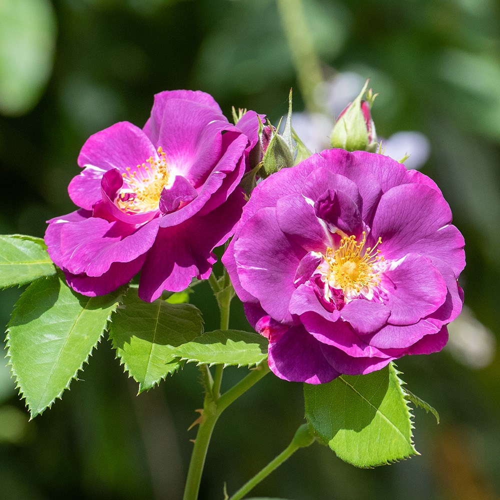 <i>Rosa</i> <b class=small-caps>Rhapsody in Blue</b> ('Frantasia') (PBR) | Floribunda Bush Rose