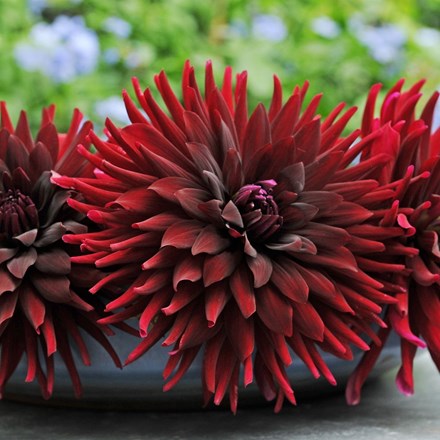 <i>Dahlia</i> 'Chat Noir'