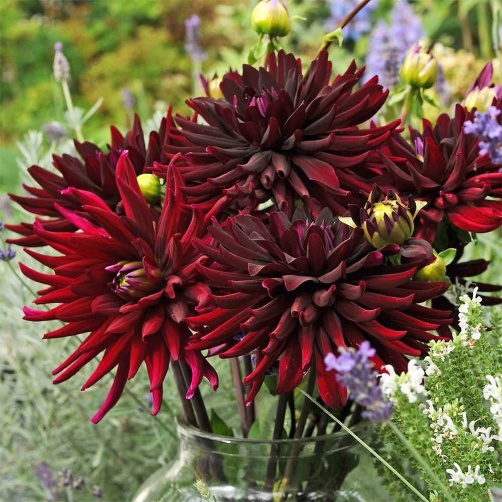 <i>Dahlia</i> 'Chat Noir'