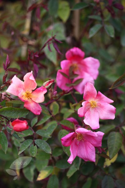 <i>Rosa</I> × <I>odorata</i> 'Mutabilis' | Shrub Rose
