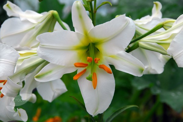 <i>Lilium regale</i> 'Album'